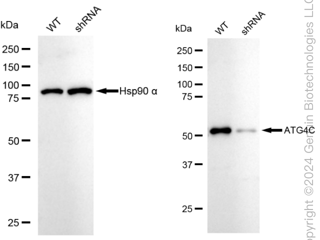 KD-Validated Anti-ATG4C Rabbit Monoclonal Antibody ABG1894