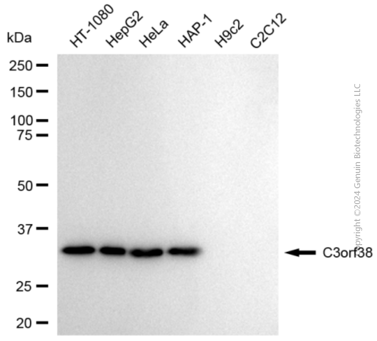 KD-Validated Anti-C3orf38 Rabbit Monoclonal Antibody ABG1895