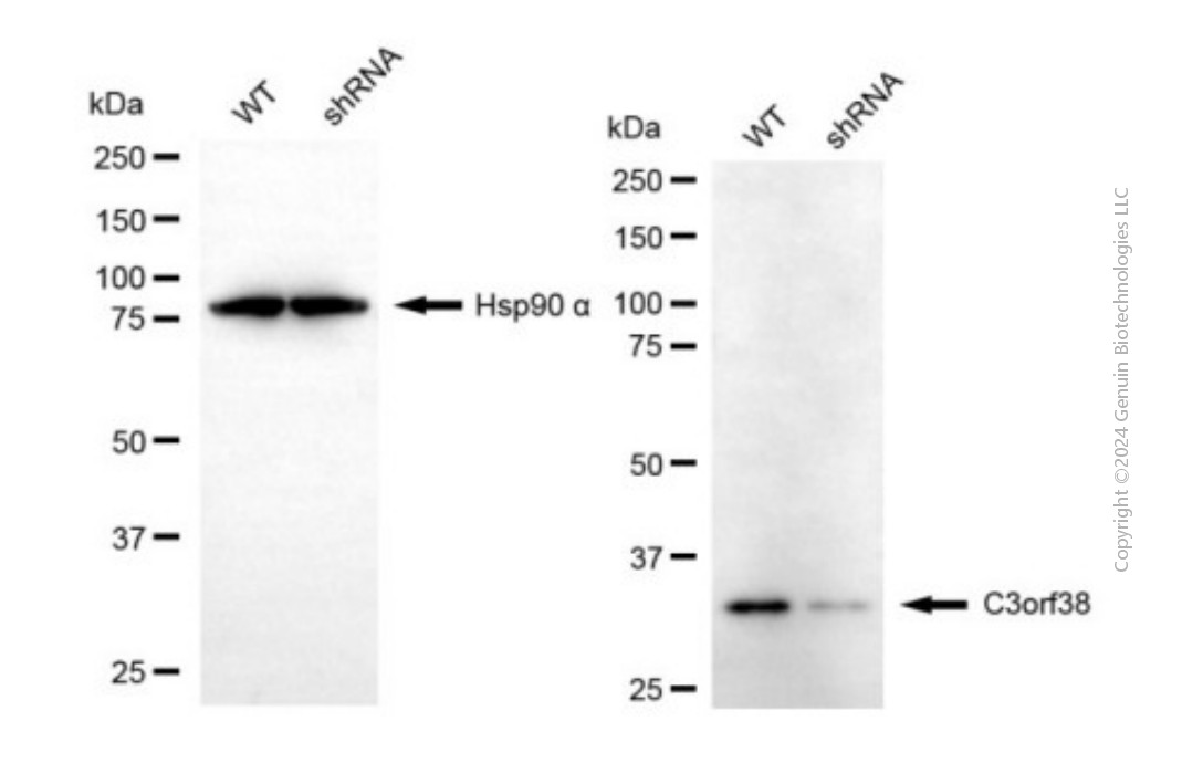 KD-Validated Anti-C3orf38 Rabbit Monoclonal Antibody ABG1895