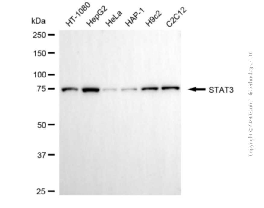 KD-Validated Anti-STAT3 Mouse Monoclonal Antibody ABG1896