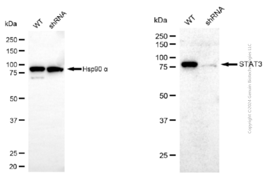 KD-Validated Anti-STAT3 Mouse Monoclonal Antibody ABG1896