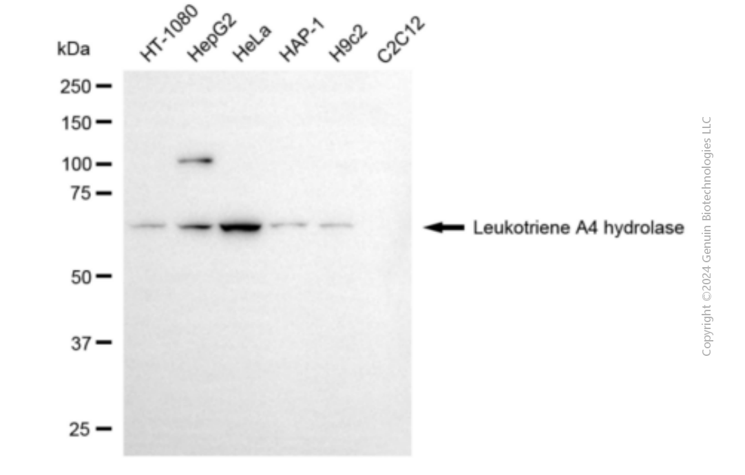 KD-Validated Anti-Leukotriene A4 Hydrolase Mouse Monoclonal Antibody ABG1897