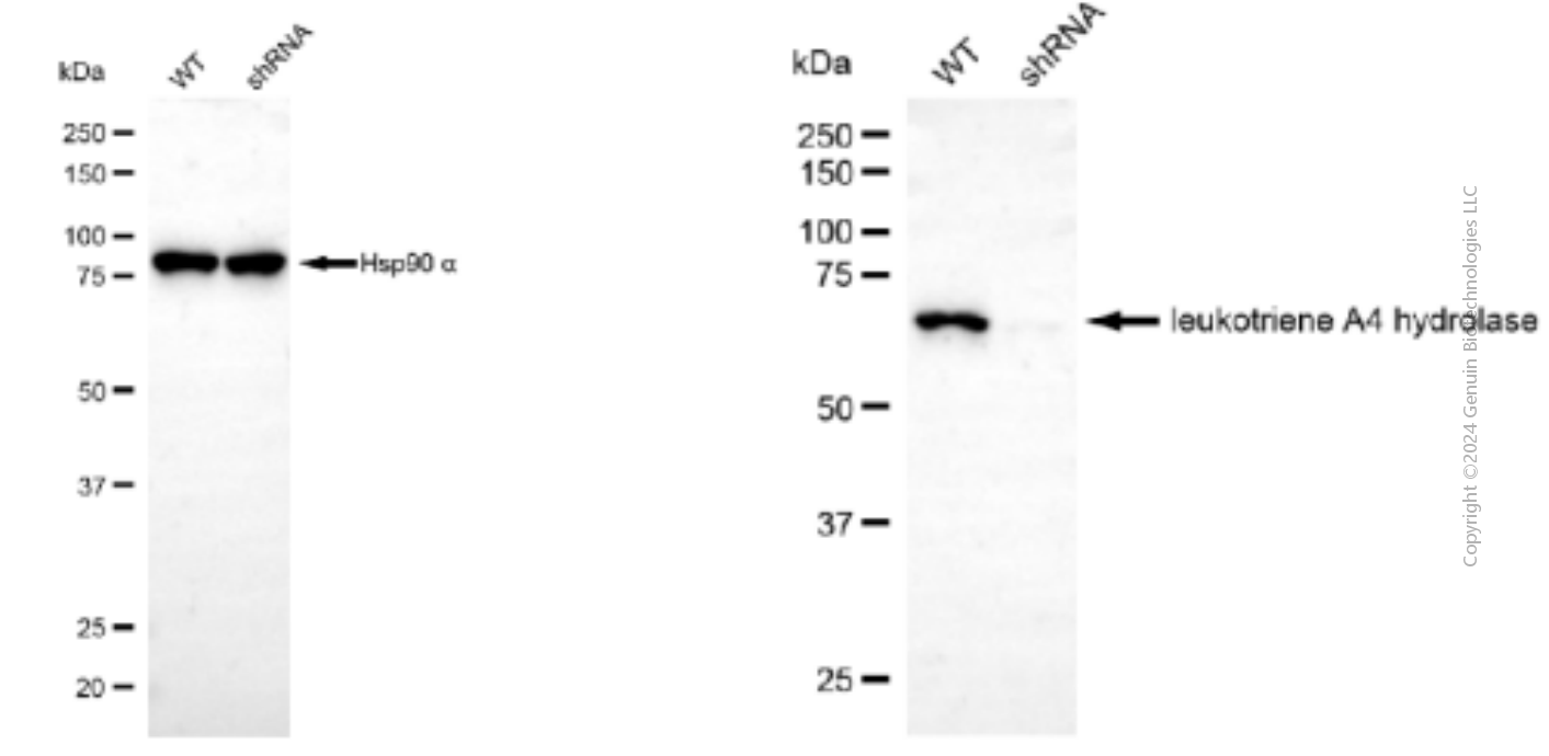 KD-Validated Anti-Leukotriene A4 Hydrolase Mouse Monoclonal Antibody ABG1897