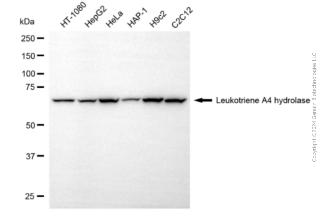 KD-Validated Anti-Leukotriene A4 Hydrolase Mouse Monoclonal Antibody ABG1898