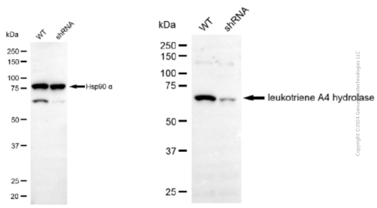 KD-Validated Anti-Leukotriene A4 Hydrolase Mouse Monoclonal Antibody ABG1898