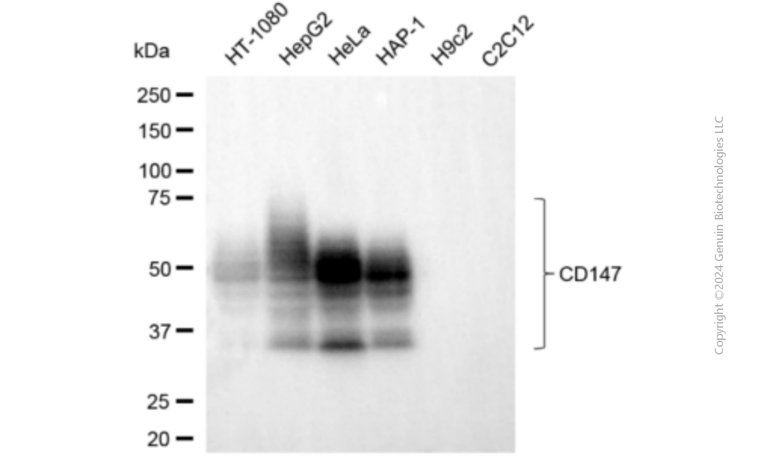 KD-Validated Anti-Basigin (Ok Blood Group) Mouse Monoclonal Antibody ABG1899
