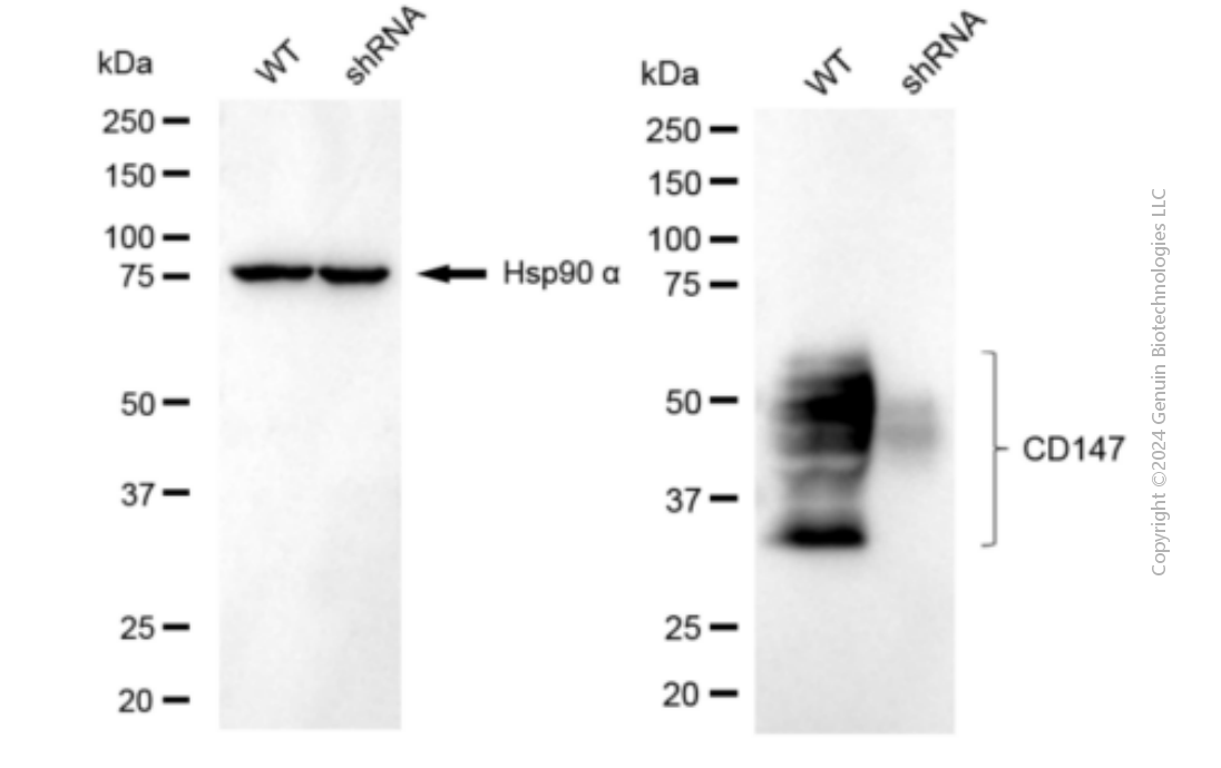 KD-Validated Anti-Basigin (Ok Blood Group) Mouse Monoclonal Antibody ABG1899