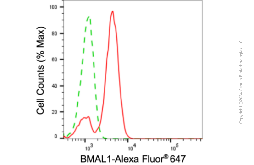 KD-Validated Anti-BMAL1 Mouse Monoclonal Antibody ABG1900