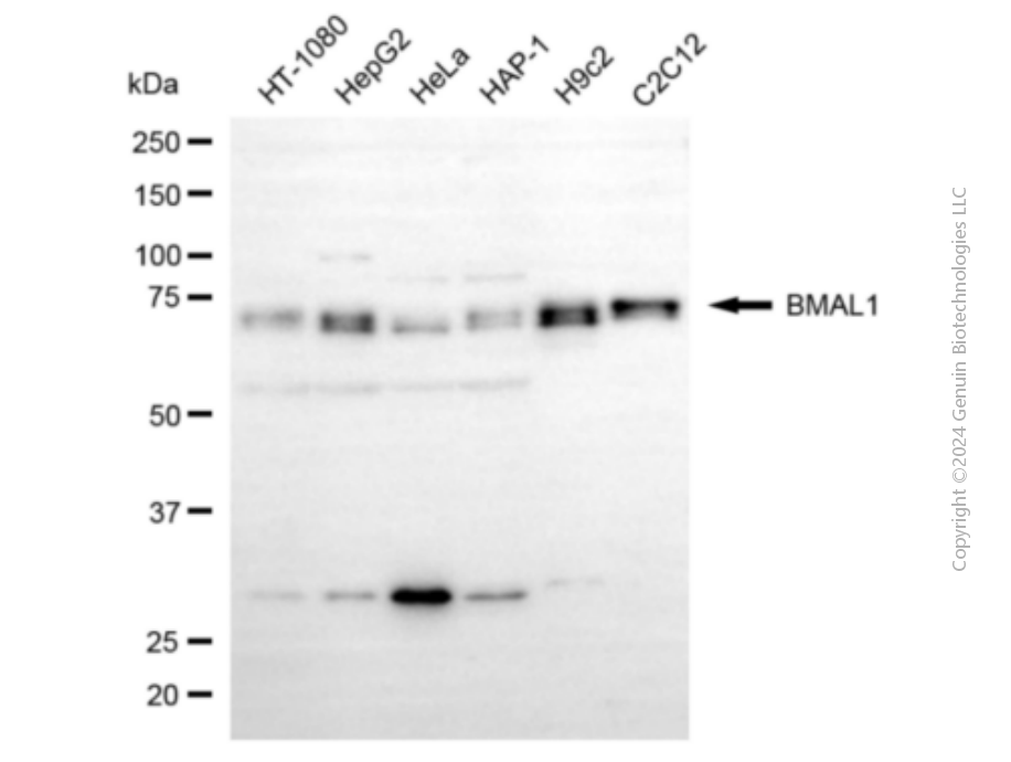 KD-Validated Anti-BMAL1 Mouse Monoclonal Antibody ABG1900