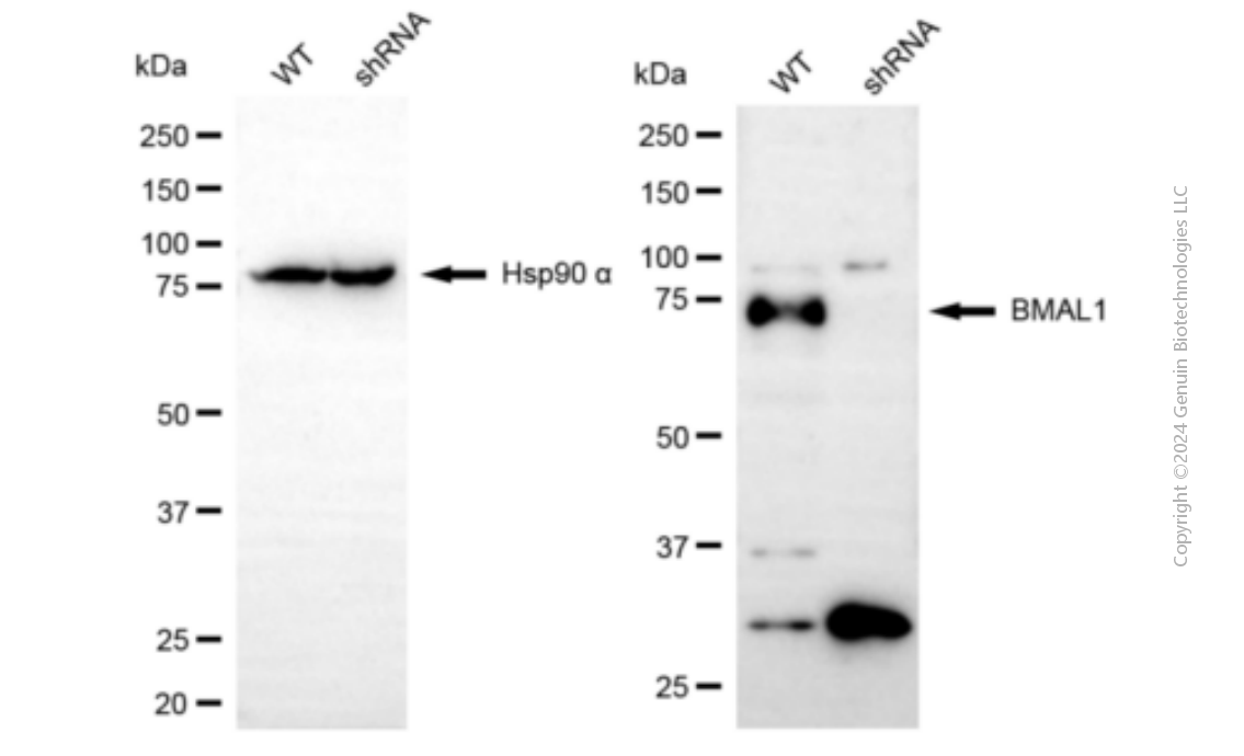KD-Validated Anti-BMAL1 Mouse Monoclonal Antibody ABG1900