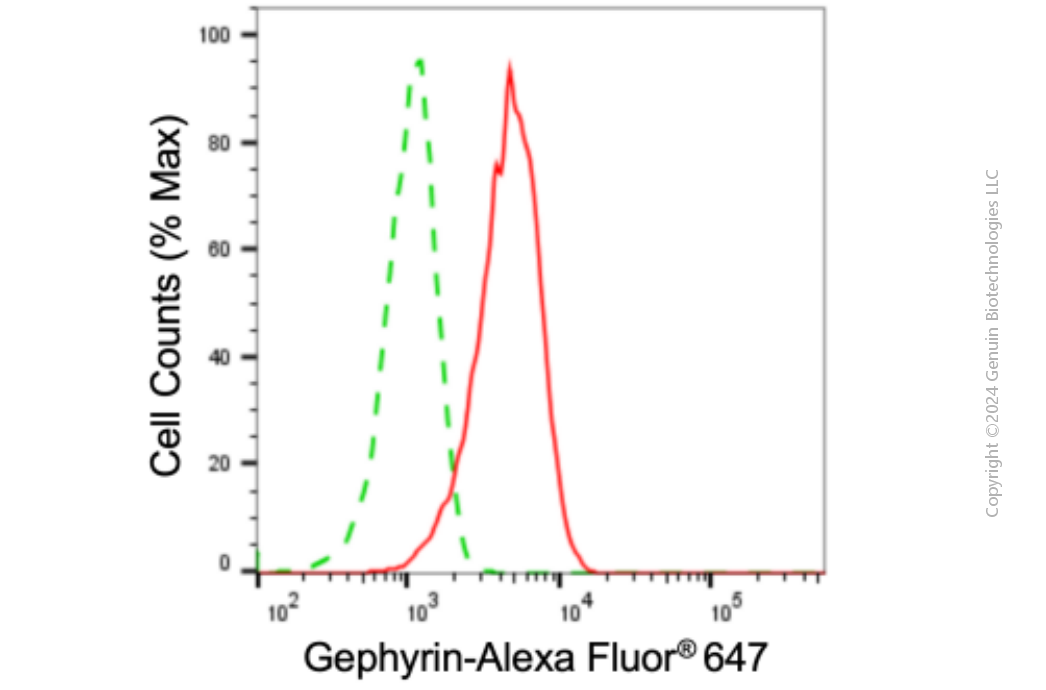 KD-Validated Anti-Gephyrin Mouse Monoclonal Antibody ABG1901