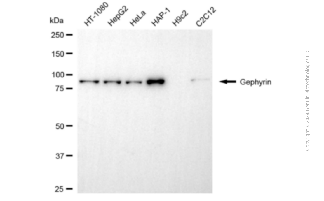 KD-Validated Anti-Gephyrin Mouse Monoclonal Antibody ABG1901