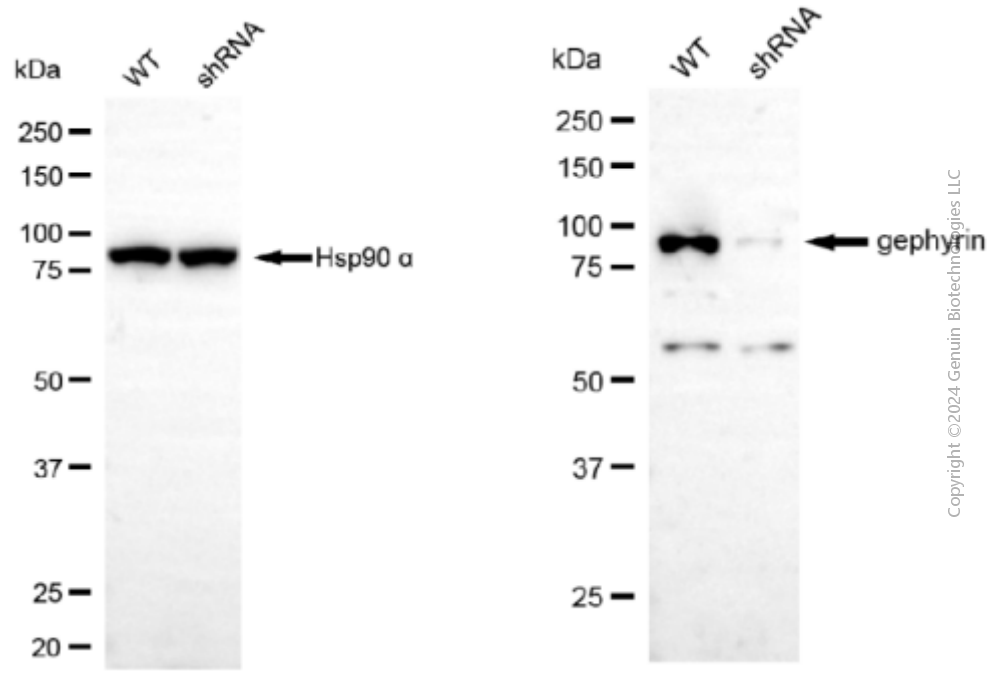 KD-Validated Anti-Gephyrin Mouse Monoclonal Antibody ABG1901