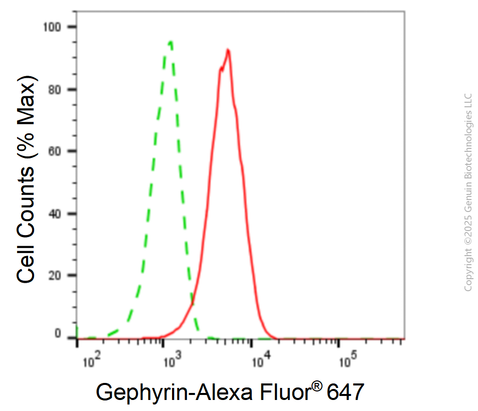 KD-Validated Anti-Gephyrin Mouse Monoclonal Antibody ABG1902