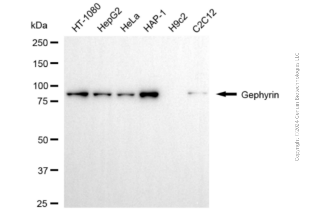 KD-Validated Anti-Gephyrin Mouse Monoclonal Antibody ABG1902
