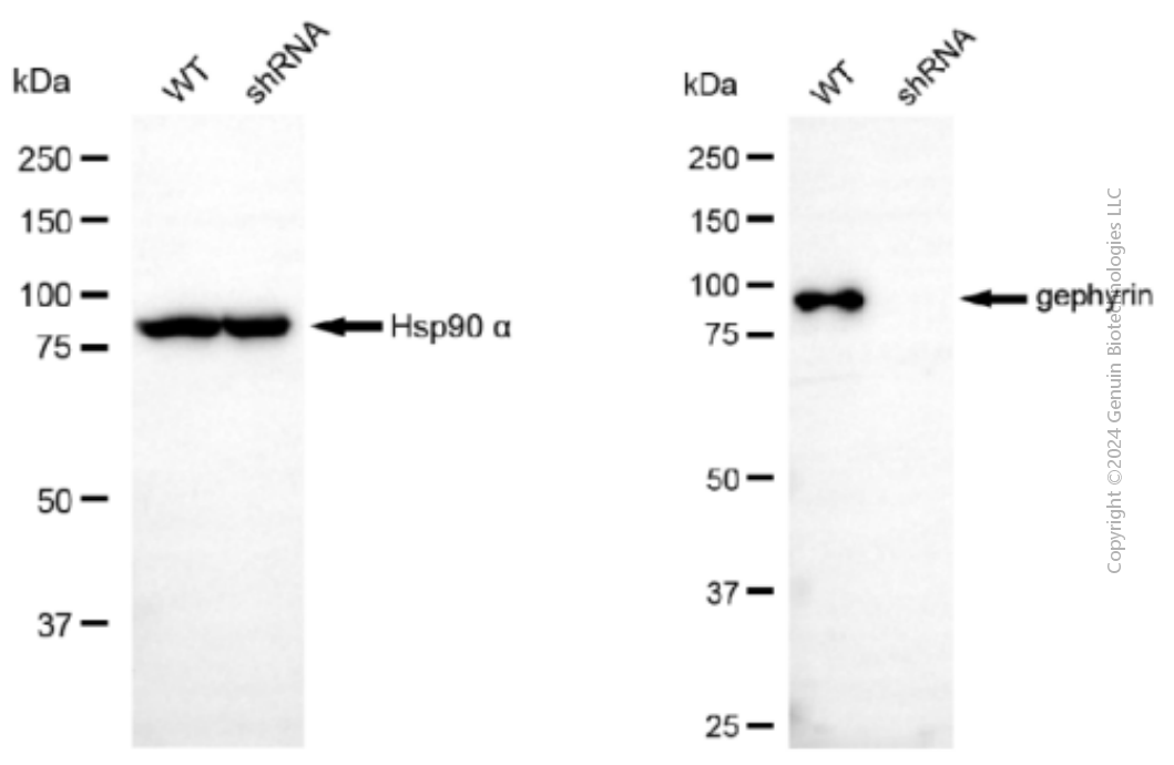 KD-Validated Anti-Gephyrin Mouse Monoclonal Antibody ABG1902