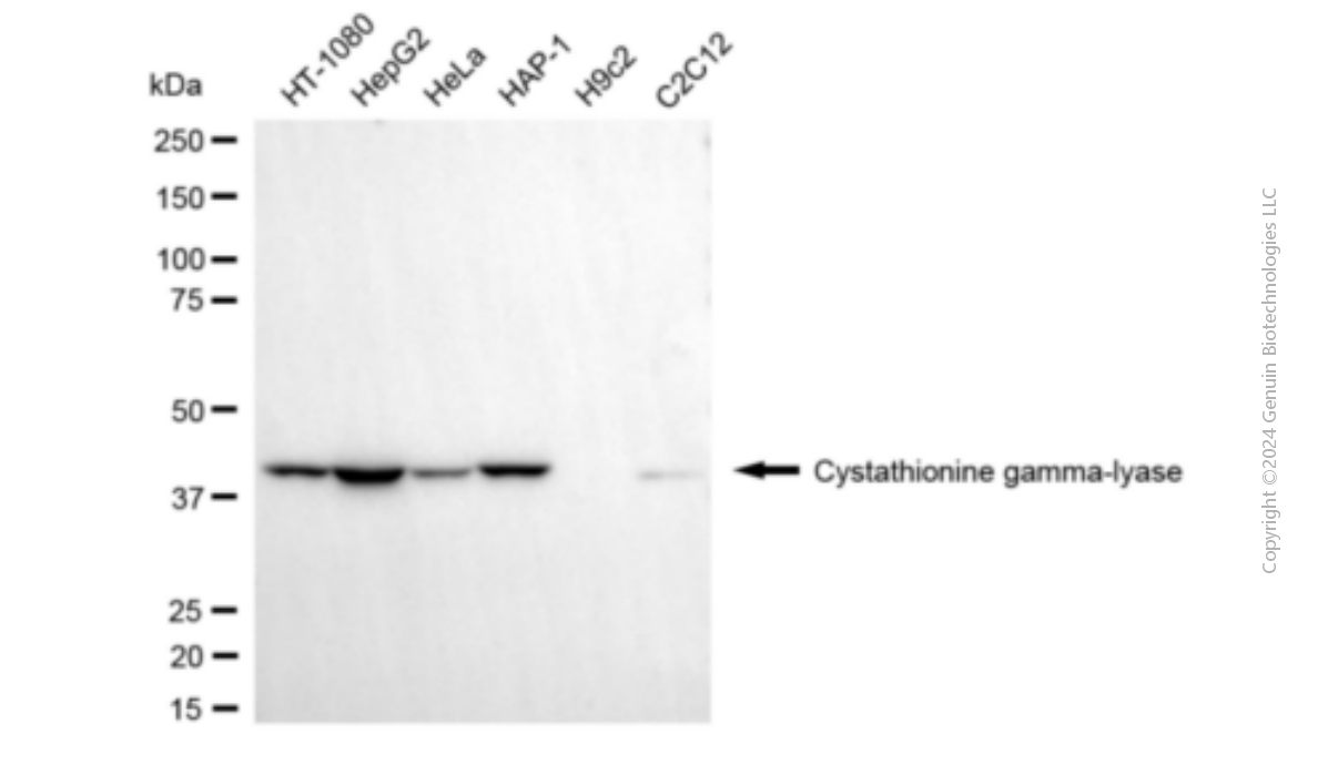 KD-Validated Anti-Cystathionine Gamma-Lyase Mouse Monoclonal Antibody ABG1903