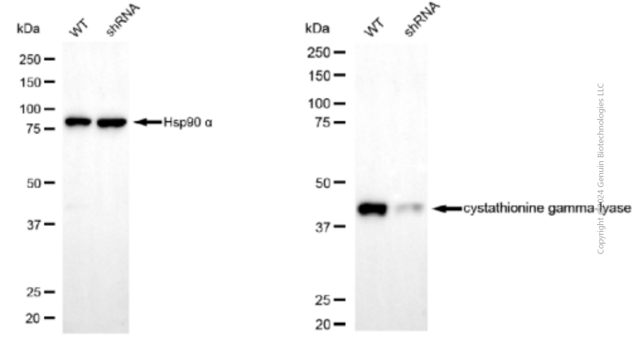 KD-Validated Anti-Cystathionine Gamma-Lyase Mouse Monoclonal Antibody ABG1903