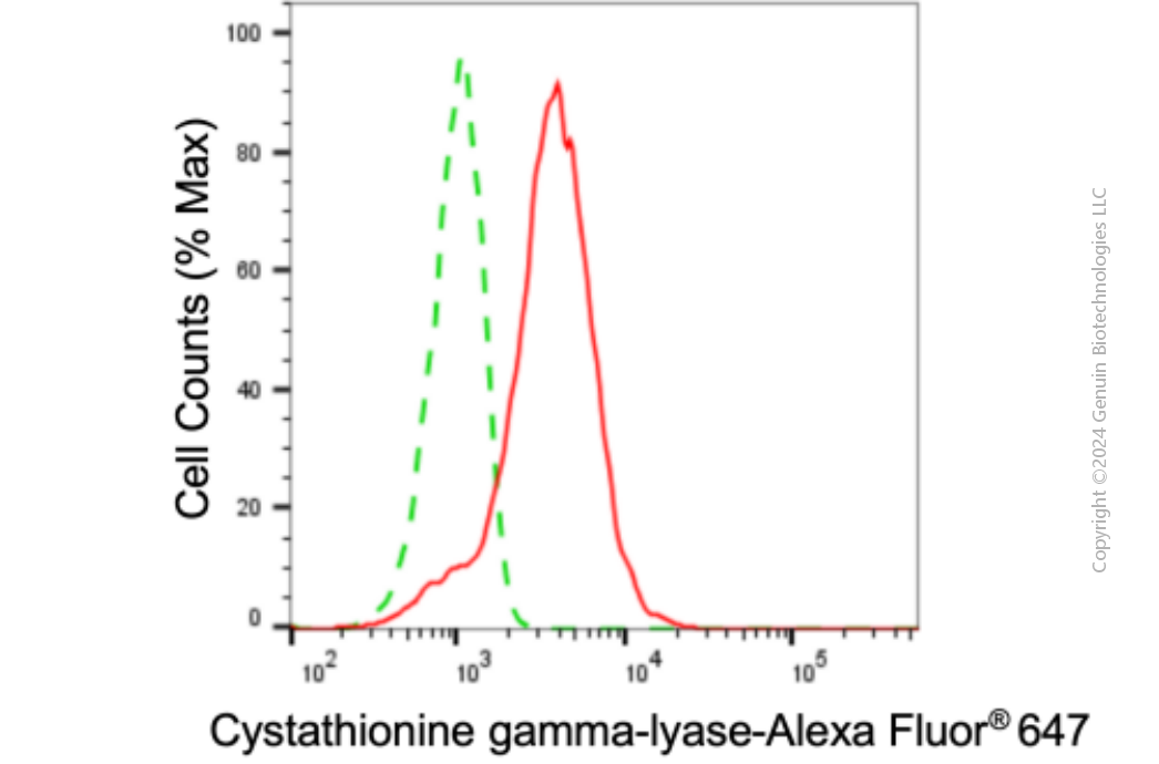 KD-Validated Anti-Cystathionine Gamma-Lyase Mouse Monoclonal Antibody ABG1904