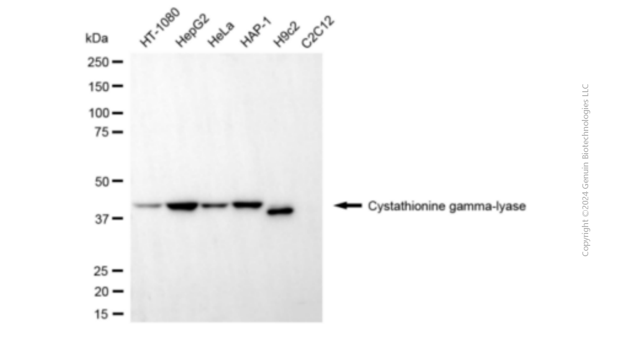 KD-Validated Anti-Cystathionine Gamma-Lyase Mouse Monoclonal Antibody ABG1904