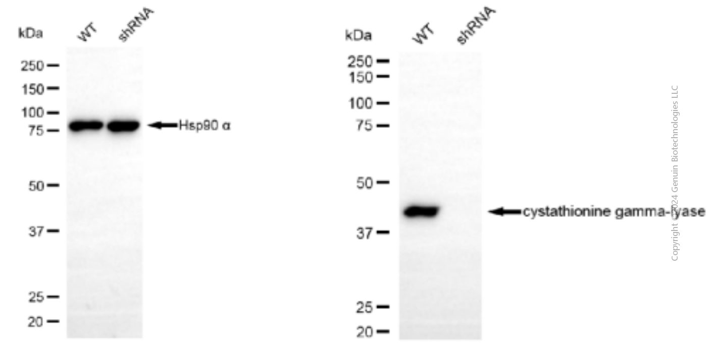 KD-Validated Anti-Cystathionine Gamma-Lyase Mouse Monoclonal Antibody ABG1904