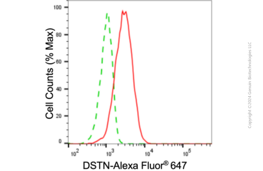KD-Validated Anti-DSTN Mouse Monoclonal Antibody ABG1905