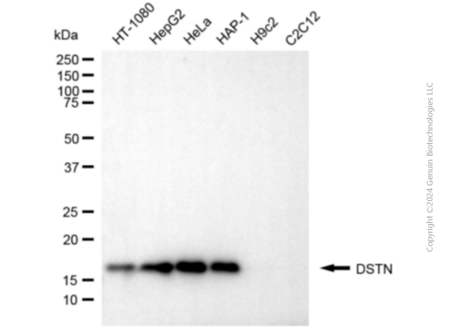 KD-Validated Anti-DSTN Mouse Monoclonal Antibody ABG1906