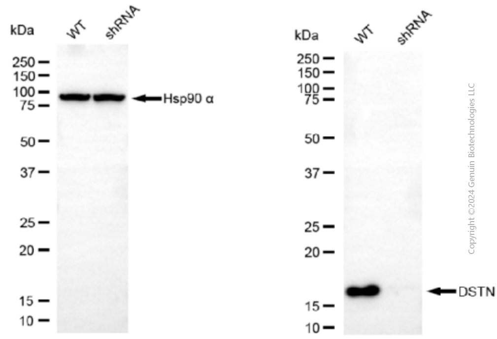 KD-Validated Anti-DSTN Mouse Monoclonal Antibody ABG1906