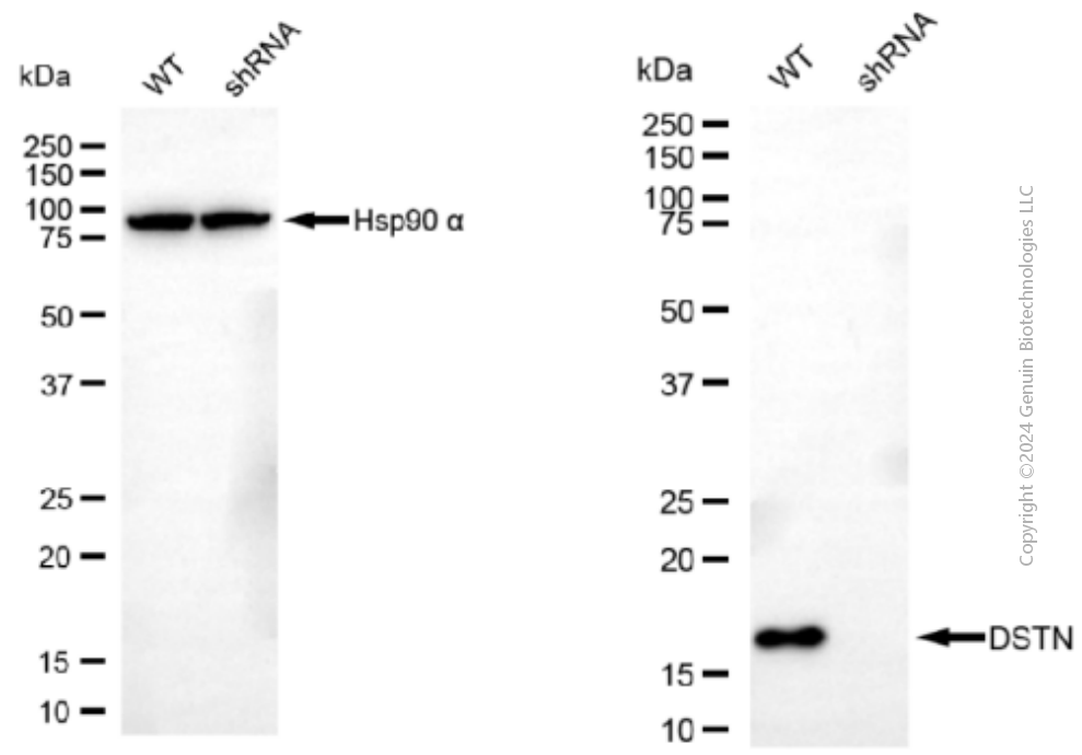 KD-Validated Anti-DSTN Mouse Monoclonal Antibody ABG1907