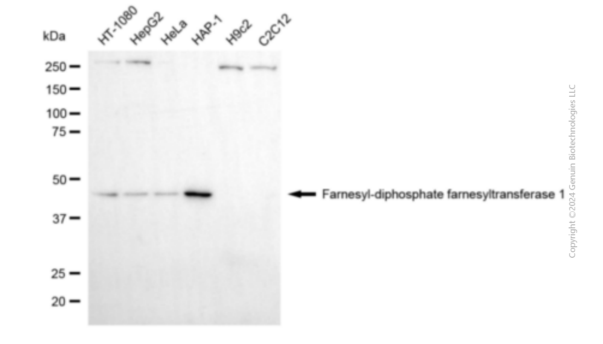 KD-Validated Anti-FDFT1 Mouse Monoclonal Antibody ABG1908