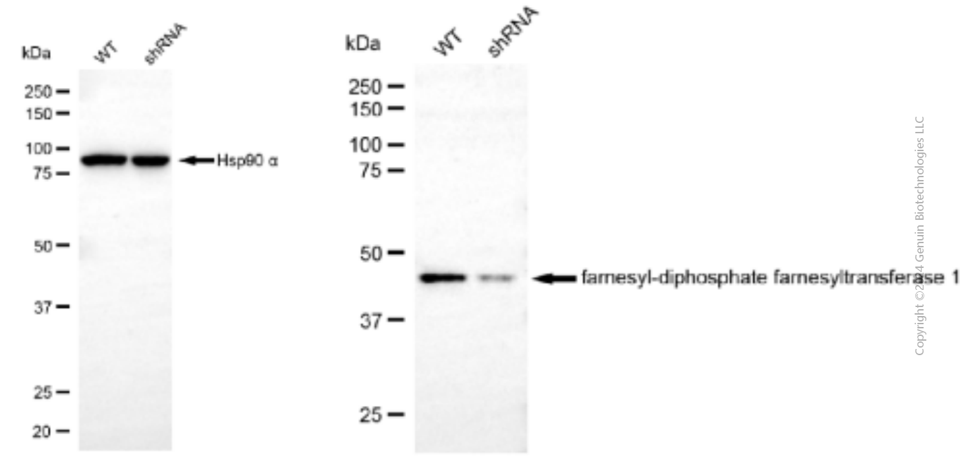 KD-Validated Anti-FDFT1 Mouse Monoclonal Antibody ABG1908