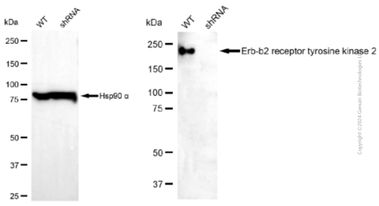 KD-Validated Anti-ERBB2 Mouse Monoclonal Antibody ABG1909