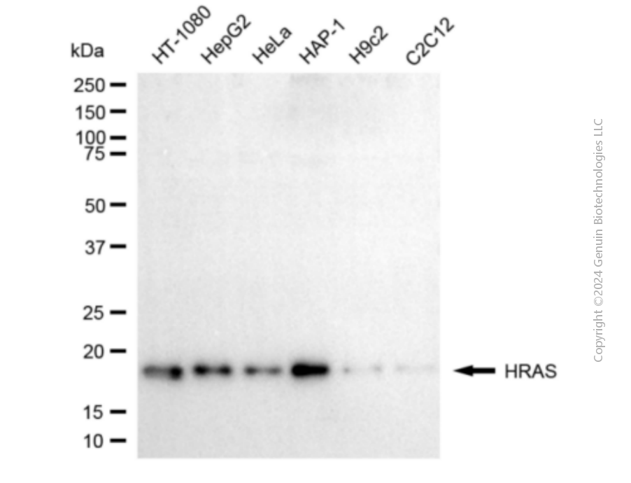 KD-Validated Anti-HRAS Mouse Monoclonal Antibody ABG1910