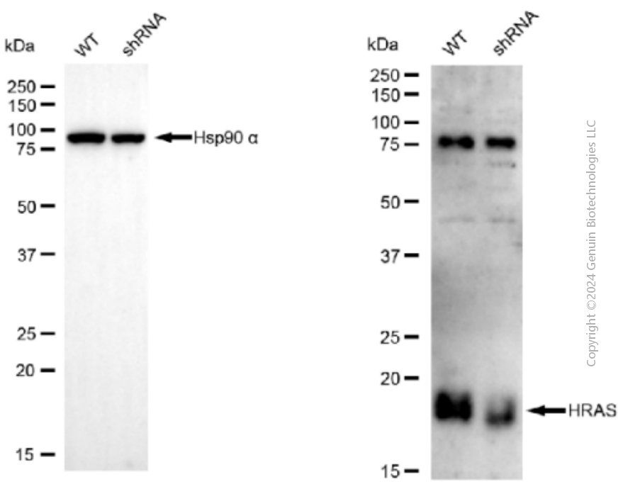 KD-Validated Anti-HRAS Mouse Monoclonal Antibody ABG1910