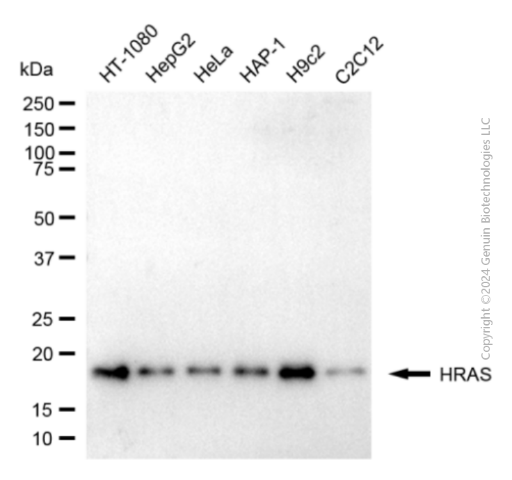 KD-Validated Anti-HRAS Mouse Monoclonal Antibody ABG1911