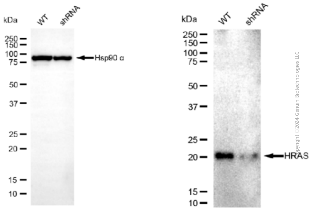 KD-Validated Anti-HRAS Mouse Monoclonal Antibody ABG1911
