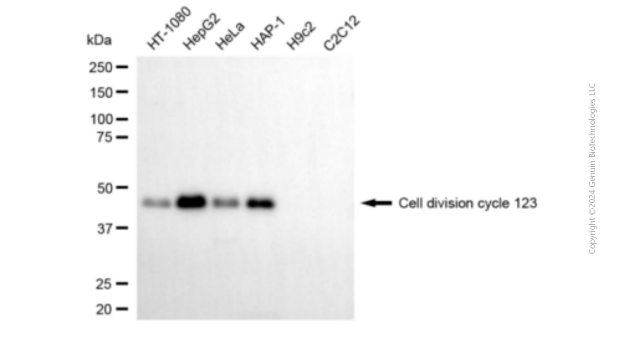 KD-Validated Anti-Cell Division Cycle 123 Mouse Monoclonal Antibody ABG1912