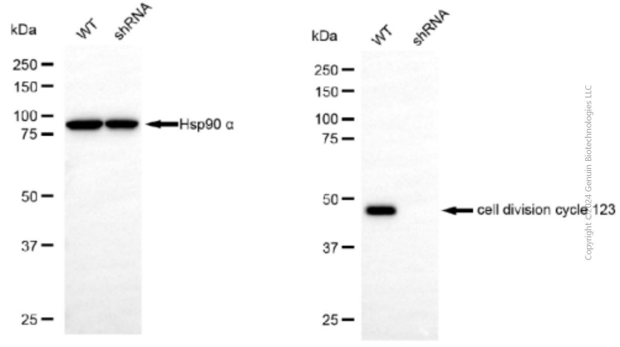 KD-Validated Anti-Cell Division Cycle 123 Mouse Monoclonal Antibody ABG1912