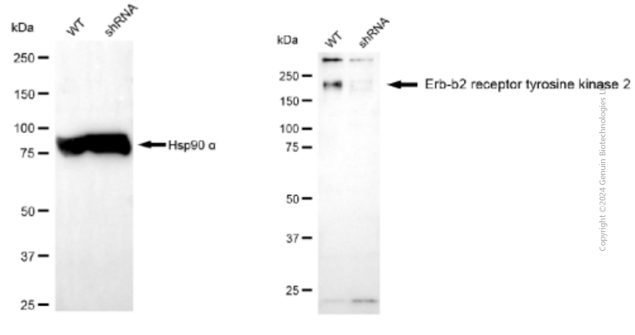 KD-Validated Anti-ERBB2 Mouse Monoclonal Antibody ABG1913
