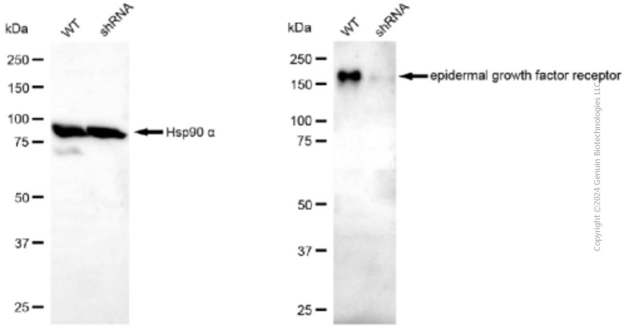 KD-Validated Anti-Epidermal Growth Factor Receptor Mouse Monoclonal Antibody ABG1914