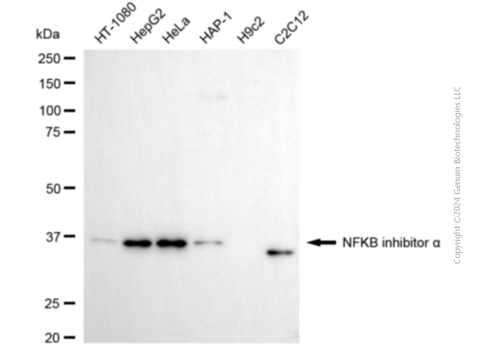 KD-Validated Anti-NFKBIA Mouse Monoclonal Antibody ABG1915