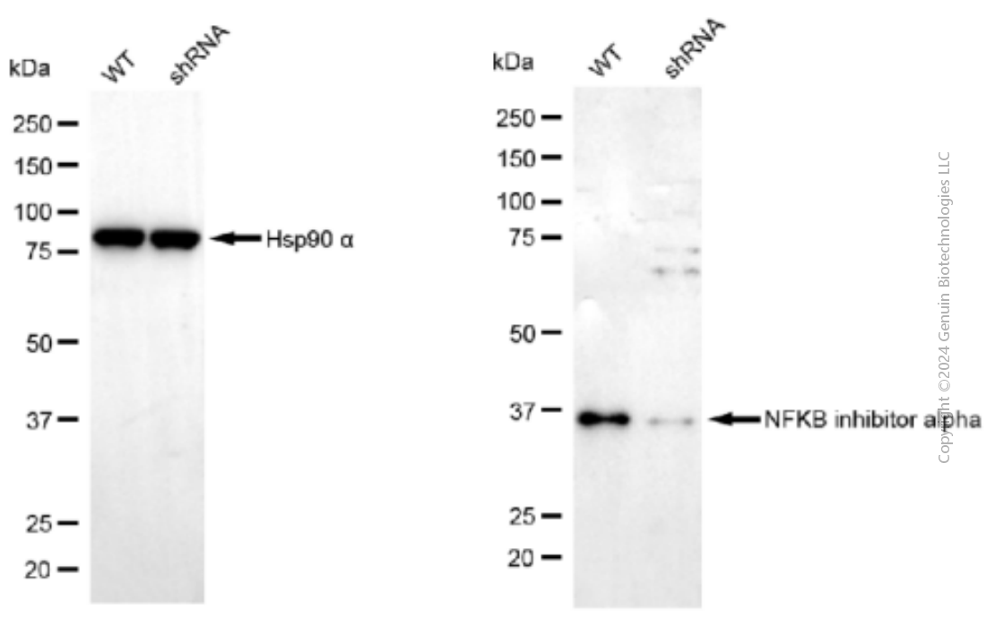 KD-Validated Anti-NFKBIA Mouse Monoclonal Antibody ABG1915