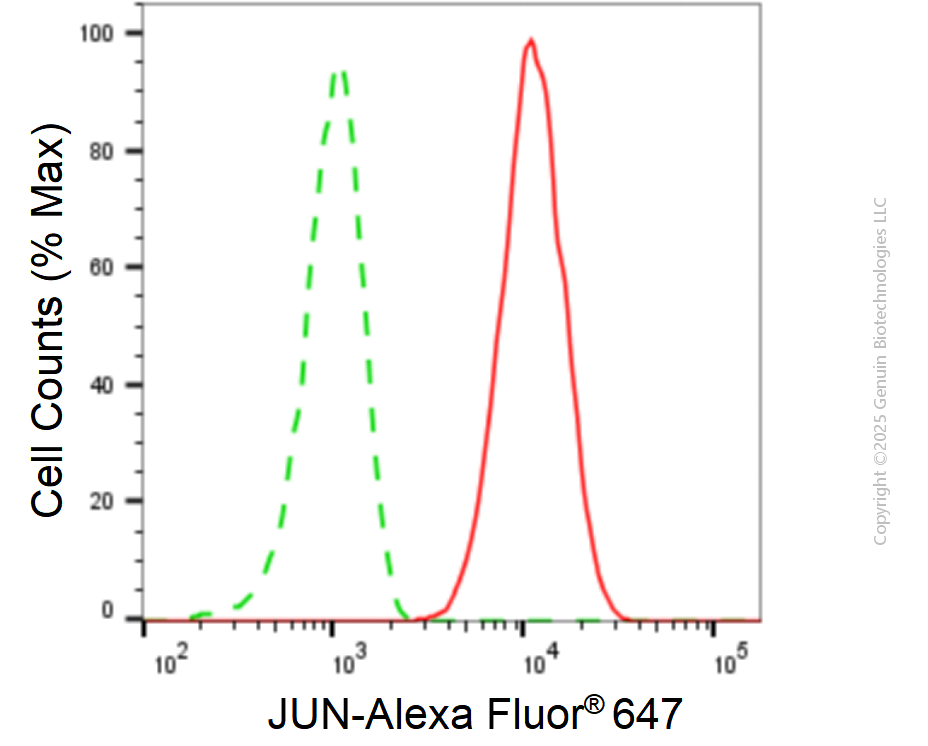 KD-Validated Anti-JUN Mouse Monoclonal Antibody ABG1916