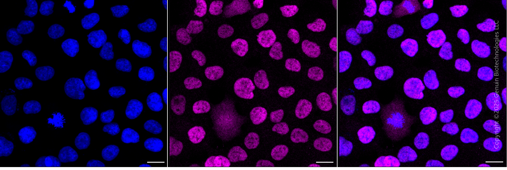 KD-Validated Anti-JUN Mouse Monoclonal Antibody ABG1916
