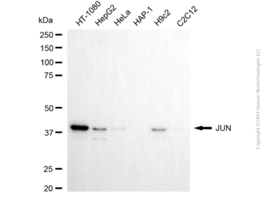 KD-Validated Anti-JUN Mouse Monoclonal Antibody ABG1916