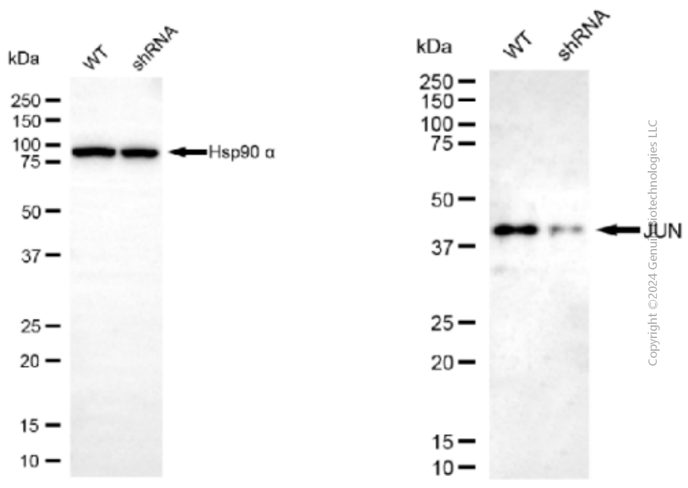 KD-Validated Anti-JUN Mouse Monoclonal Antibody ABG1916