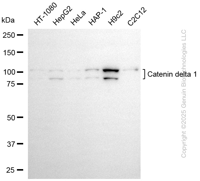 KD-Validated Anti-Catenin Delta 1 Mouse Monoclonal Antibody ABG1917