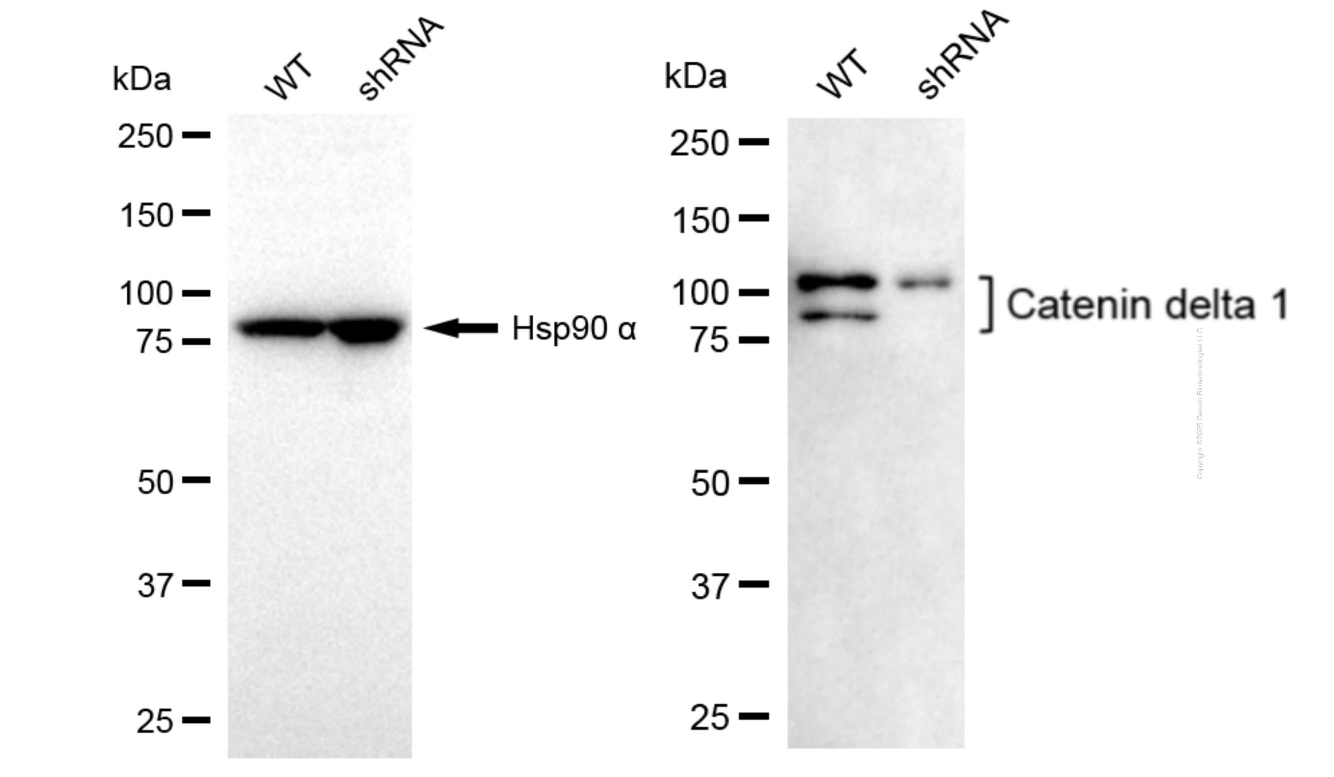 KD-Validated Anti-Catenin Delta 1 Mouse Monoclonal Antibody ABG1917