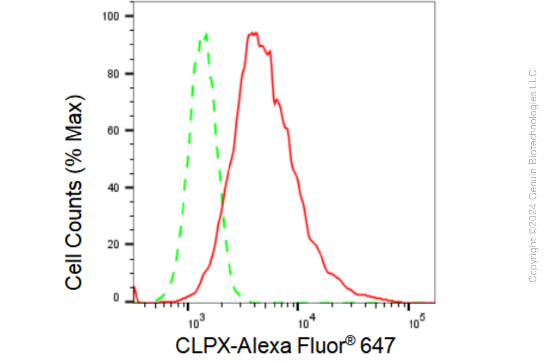KD-Validated Anti-Glutaminase Rabbit Monoclonal Antibody ABG1918