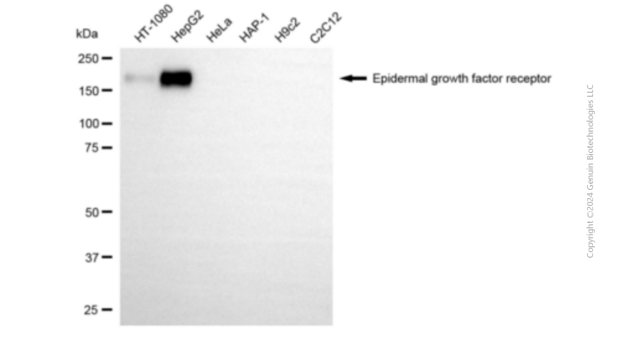 KD-Validated Anti-Epidermal Growth Factor Receptor Mouse Monoclonal Antibody ABG1919